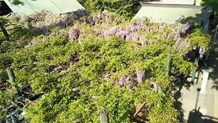 国領千年乃藤　　＠国領神社_b0080342_07025016.jpg