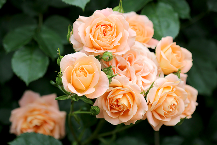 Happy*フォトレッスン・薔薇編_b0049843_904898.jpg