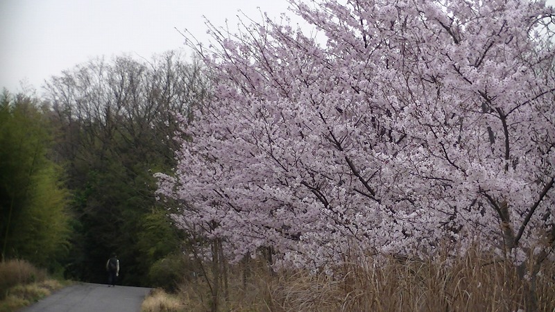 ２０１７年４月愛知池のサクラ_f0313744_381949.jpg