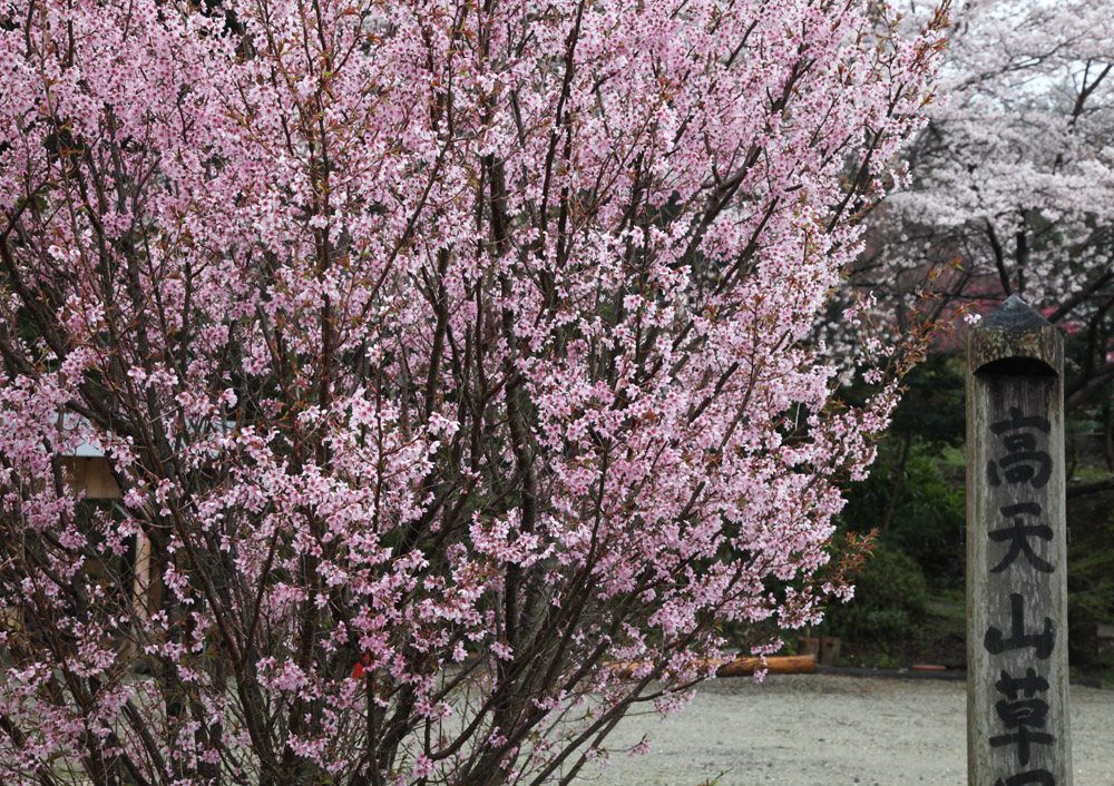 御所市　高天（たかま）　桜_c0108146_2314527.jpg