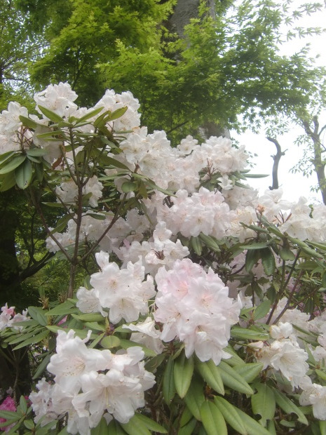 石楠花見物は川口市安行の興禅院_f0329849_22270299.jpg