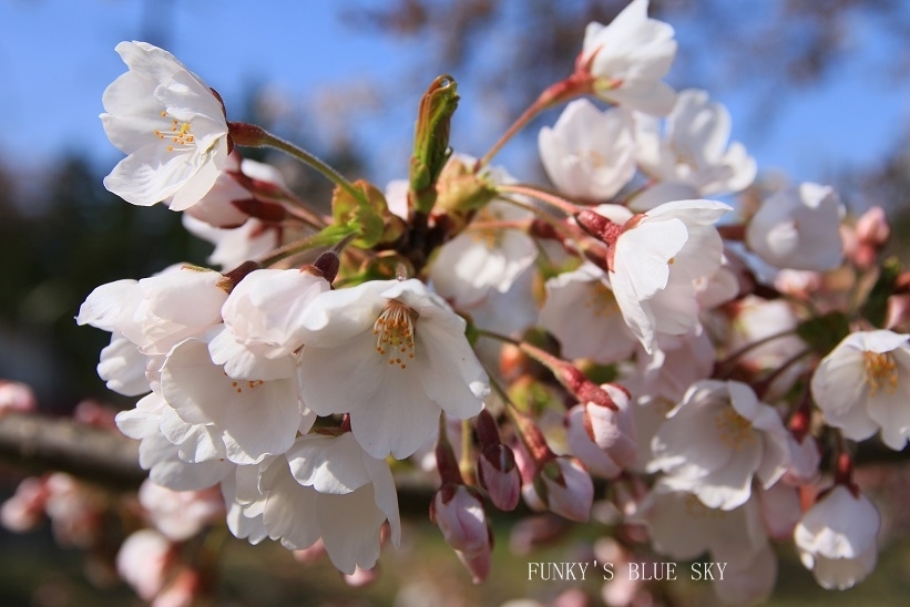 SAKURA*2017　その14(好きな場所へ♪）_c0145250_13514890.jpg