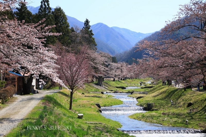 SAKURA*2017　その14(好きな場所へ♪）_c0145250_13515544.jpg