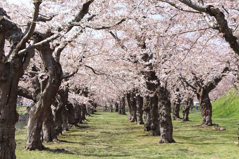 4月29日　2017 五稜郭公園の桜　６_b0250154_21215591.jpg