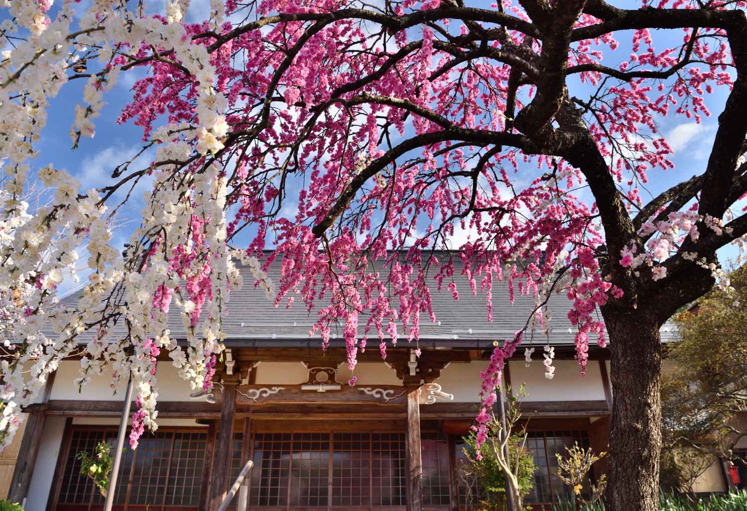 花桃　　　奈良県_d0286954_17381724.jpg