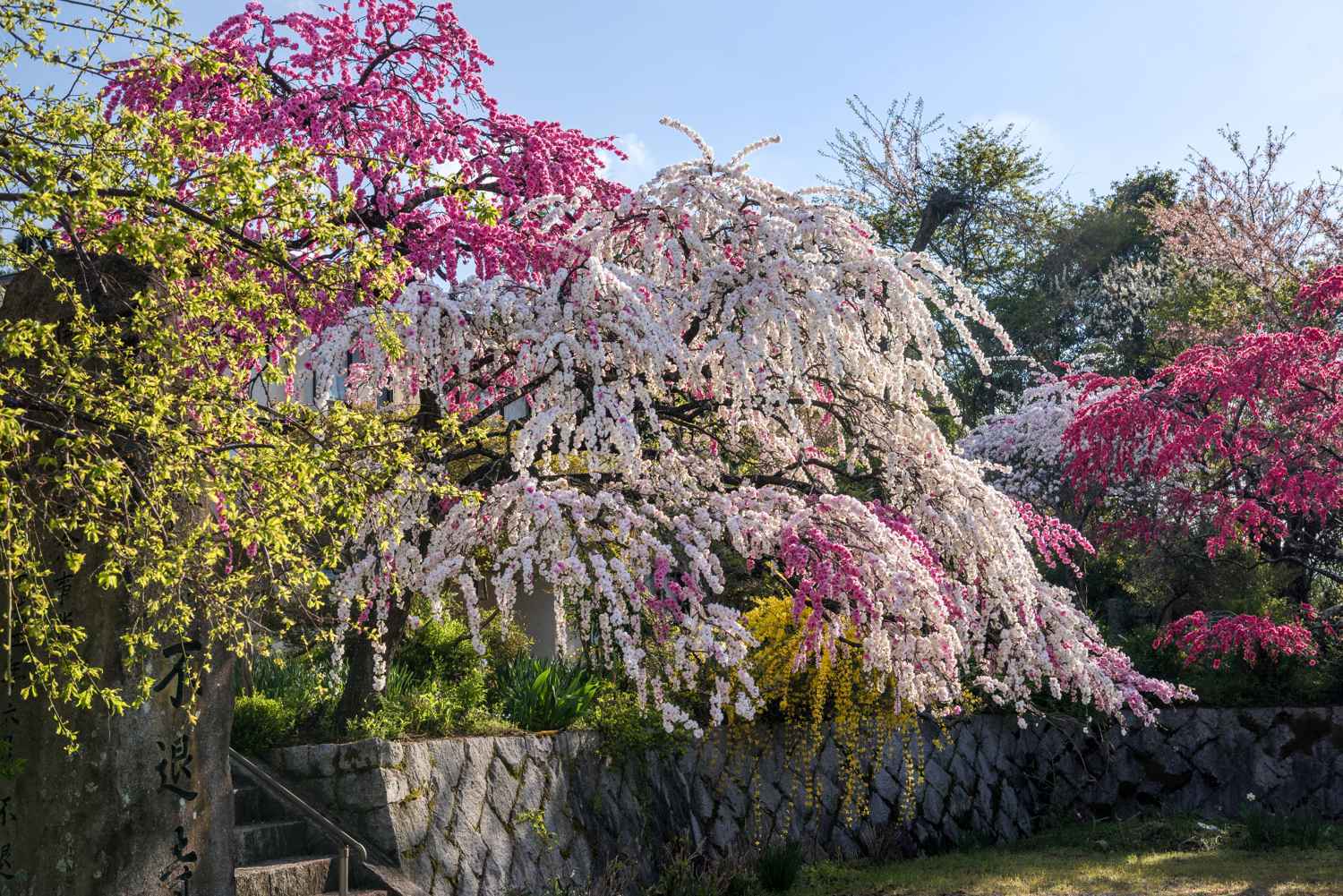 花桃　　　奈良県_d0286954_17382366.jpg