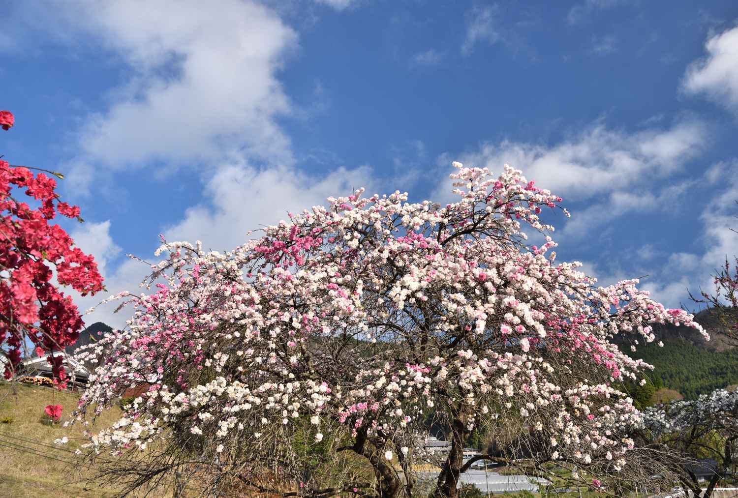 花桃　　　奈良県_d0286954_17382920.jpg