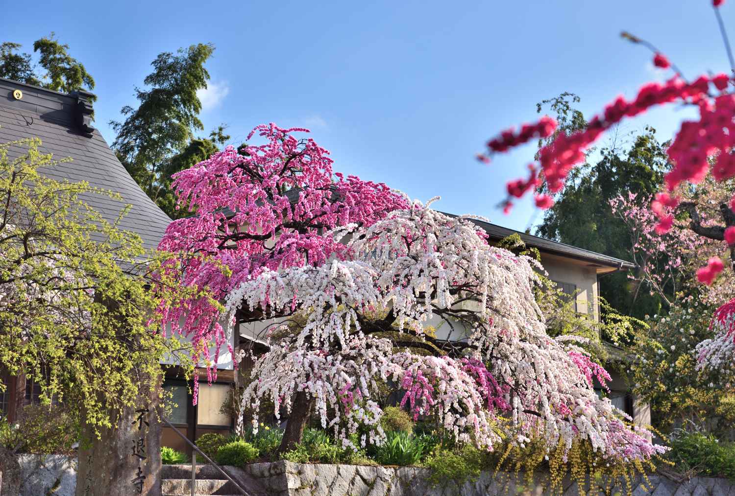 花桃　　　奈良県_d0286954_17383547.jpg