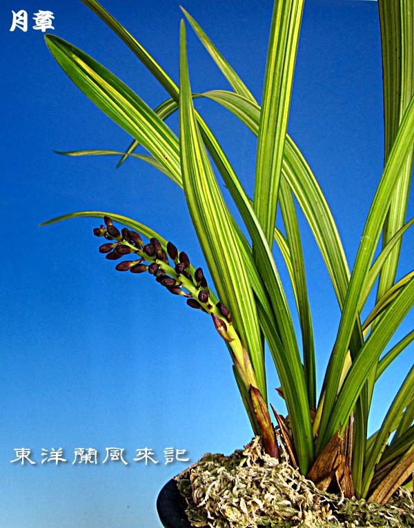金稜辺２種　　　　　　　　　　　　　　　　　　　　　　　　　　　No.1782_d0103457_22065955.jpg