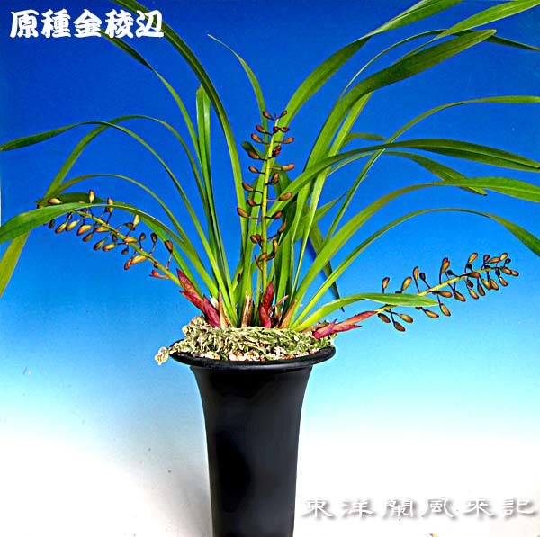金稜辺２種　　　　　　　　　　　　　　　　　　　　　　　　　　　No.1782_d0103457_22070998.jpg