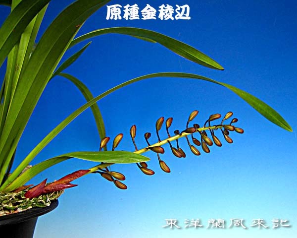 金稜辺２種　　　　　　　　　　　　　　　　　　　　　　　　　　　No.1782_d0103457_22071869.jpg