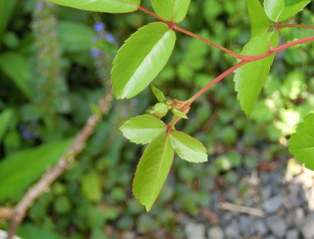 c0328559_16341040.jpg