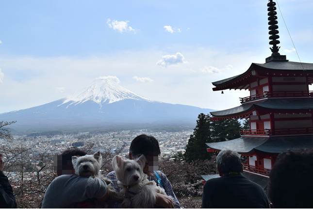 ♪ ダニエル 絶景の新倉山浅間公園～五重塔＆富士山～(*^^)v ♪_b0242873_23250787.png