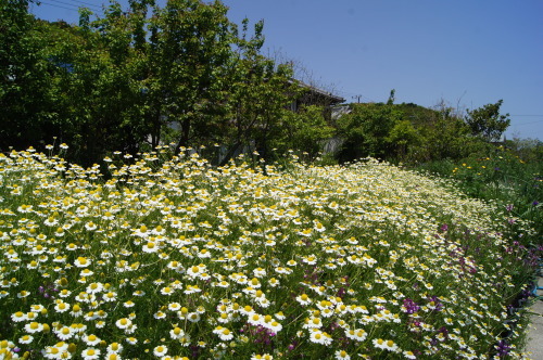 e0181373_21572861.jpg