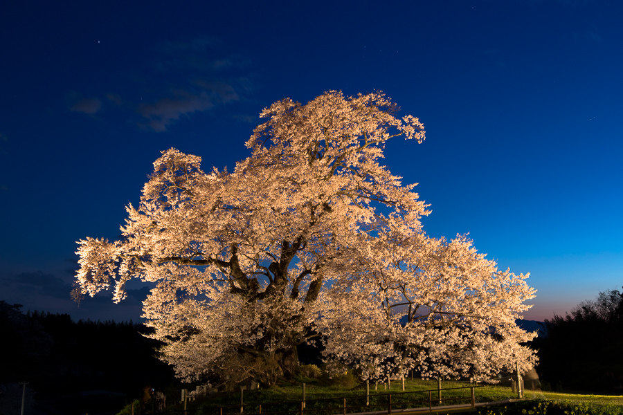 ふくしまの桜17 塩ノ崎大桜 ライトアップ In My Life ふくしまの桜17 塩ノ崎大桜 ライトアップ In My Life