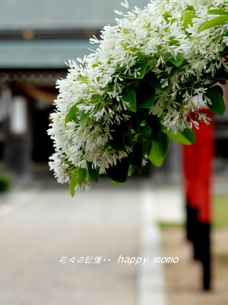 c0357781_17102766.jpg