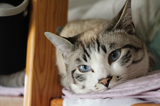 ねこ通信番外編_a0333195_21045186.jpg