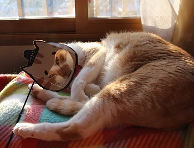 ねこ通信番外編_a0333195_21090559.jpg