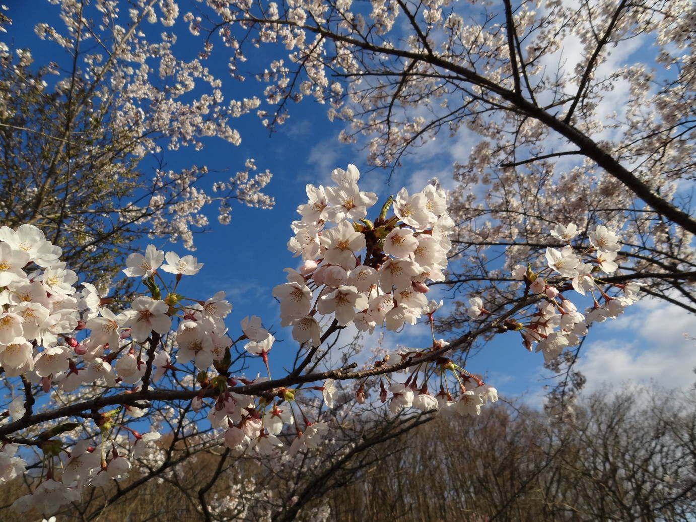 ７分咲き 北上展勝地の桜_f0075595_00193721.jpg