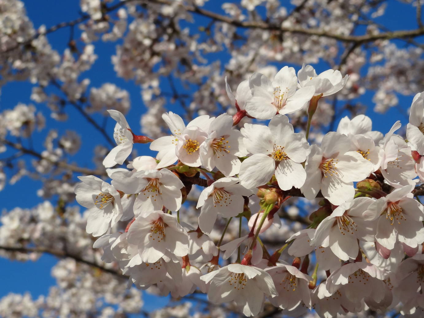 ７分咲き 北上展勝地の桜_f0075595_00201701.jpg