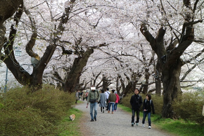 ７分咲き 北上展勝地の桜_f0075595_00292121.jpg