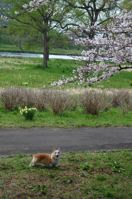 ７分咲き 北上展勝地の桜_f0075595_00303774.jpg