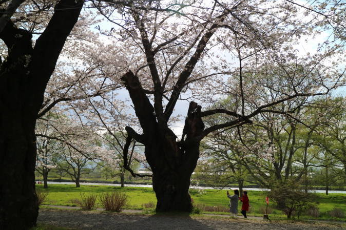 ７分咲き 北上展勝地の桜_f0075595_00314042.jpg