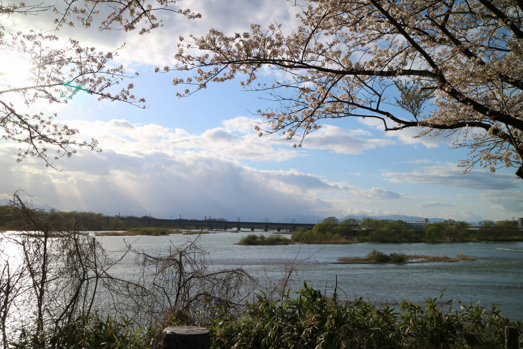 ７分咲き 北上展勝地の桜_f0075595_00380762.jpg