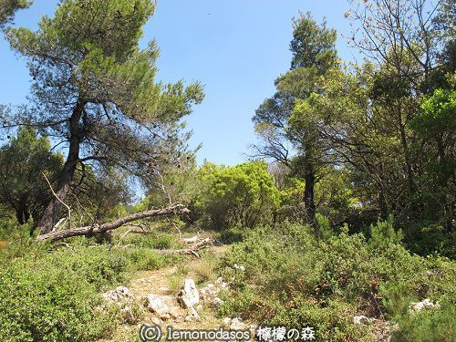 スコぺロス島のセンドゥキア遺跡_c0010496_04171506.jpg