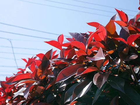 c0090198_2025880.jpg