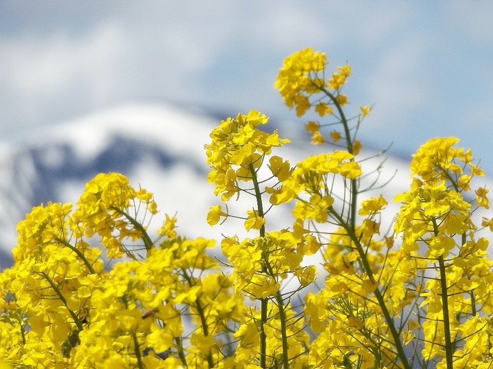 菜の花 の季節 ゆさをぢさんの されがまね話 菜の花 の季節 ゆさをぢさんの されがまね話