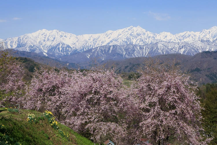 小川村の桜と北アルプス_f0368904_6311779.jpg