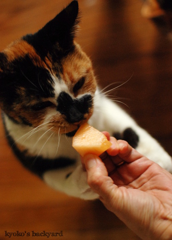 猫にメロン。喜ぶ姉とがっかりする弟。_b0253205_06174212.jpg