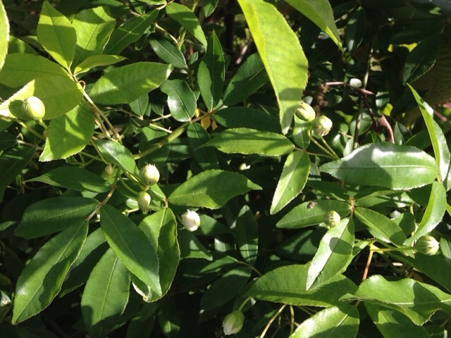 b0289206_15551410.jpg