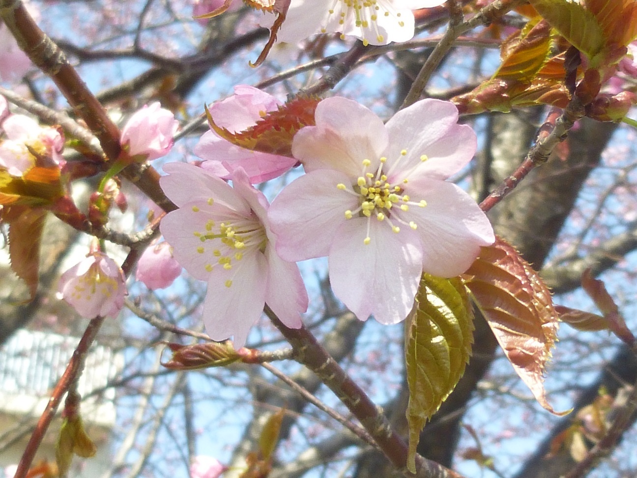 今日の桜_b0198109_20100917.jpg