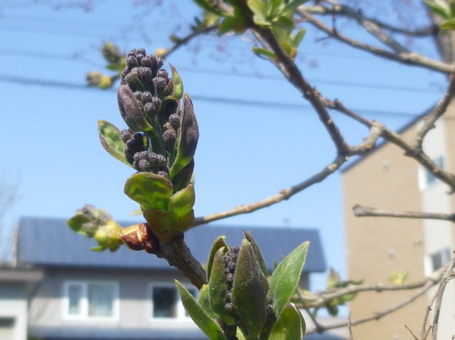 今日の桜_b0198109_20104429.jpg