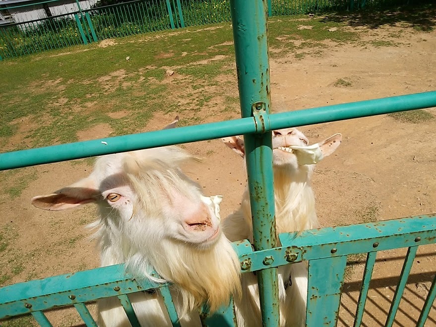 五桂池ふるさと村のふれあい動物園_e0099212_22013280.jpg