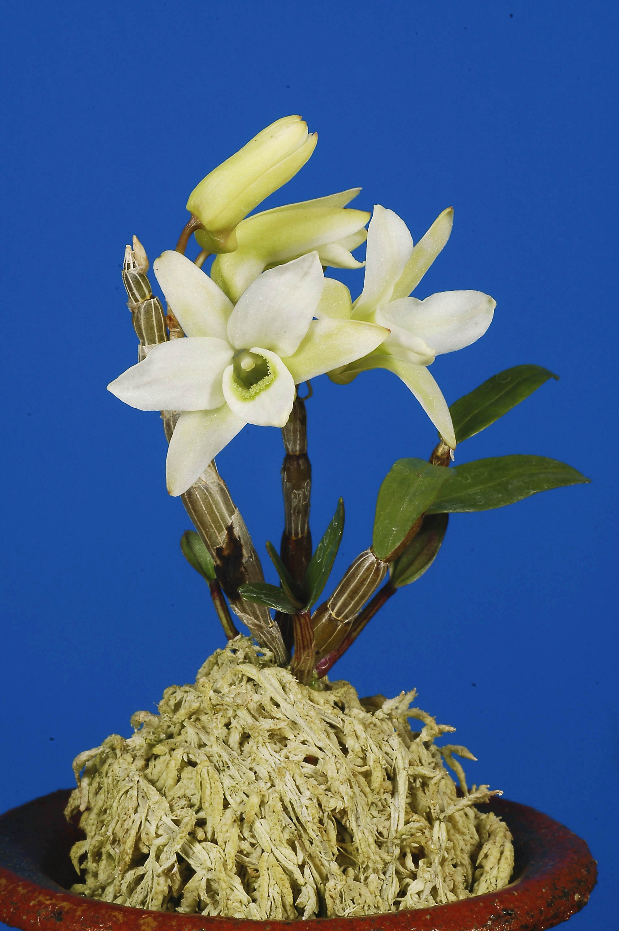 美しい花の画像 これまでで最高のセッコク 花 美しい花の画像 これまでで最高のセッコク 花