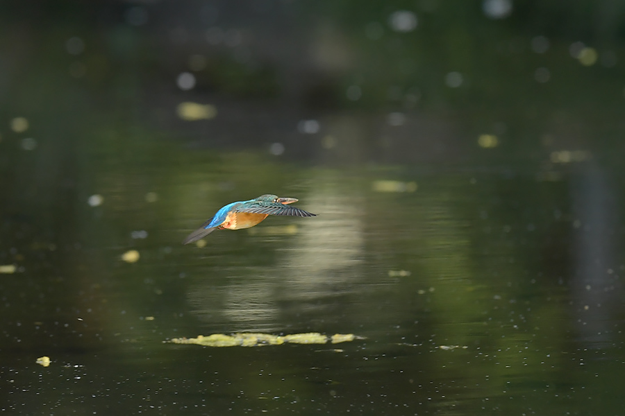 170502 川ホバピラ池悪し_c0278820_17283512.jpg