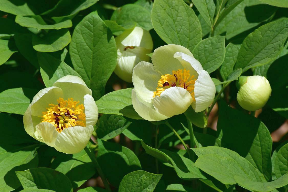 ヤマシャクヤクの豪華華麗♪ 咲き始めた・・・赤城自然園_a0031821_14303979.jpg