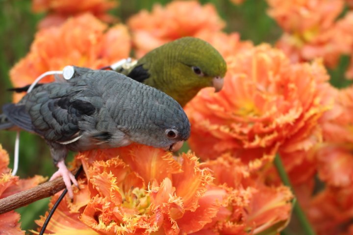 試作品 ※購入不可※ サザナミインコ - www.bleachcolorgrading.com