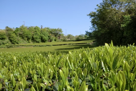 b0137932_16375532.jpg