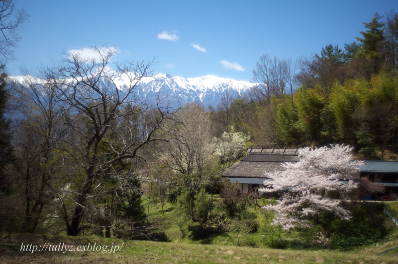 伊那谷の桜（１）_d0108132_1661819.jpg