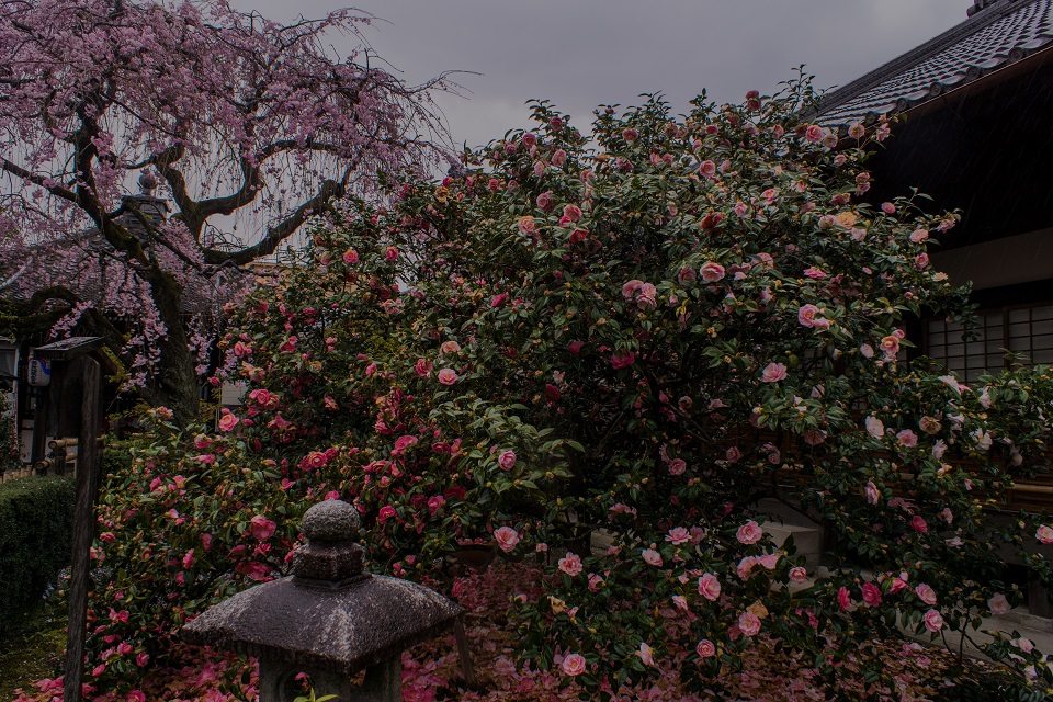 地藏院の桜と椿（再訪） - 鏡花水月