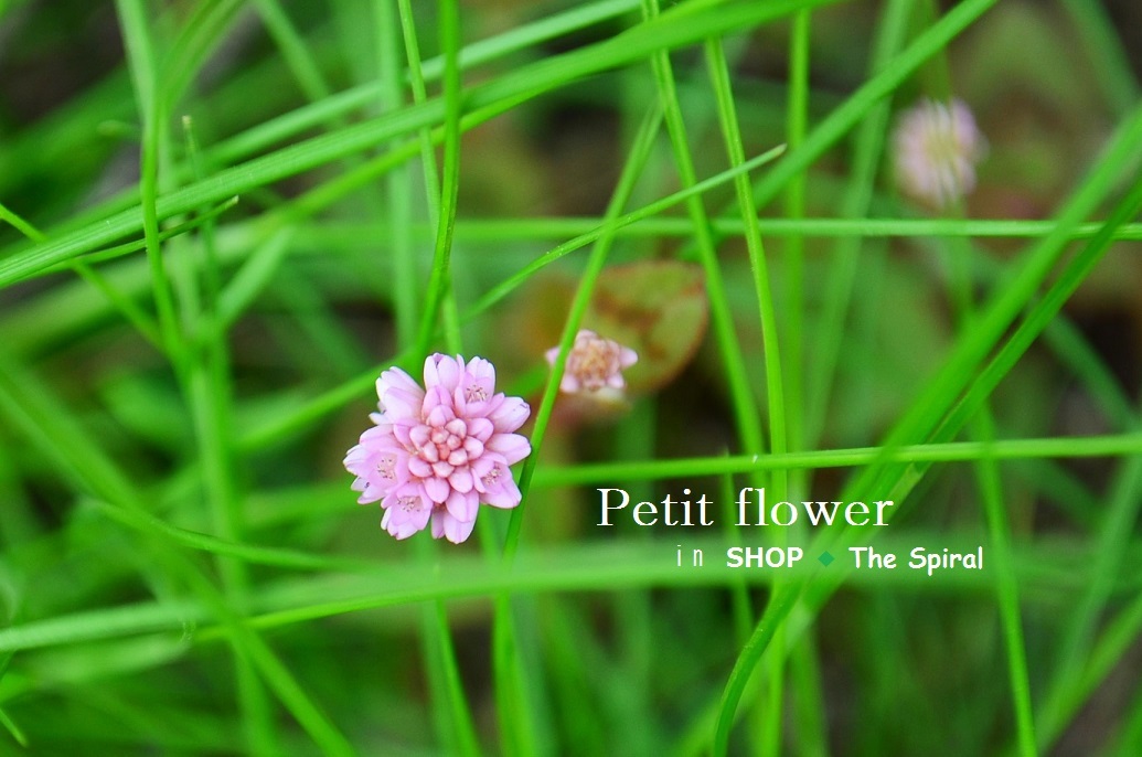 ”Petit flower in SHOP ◆ The Spiral...5/2tue\"_d0153941_11323384.jpg