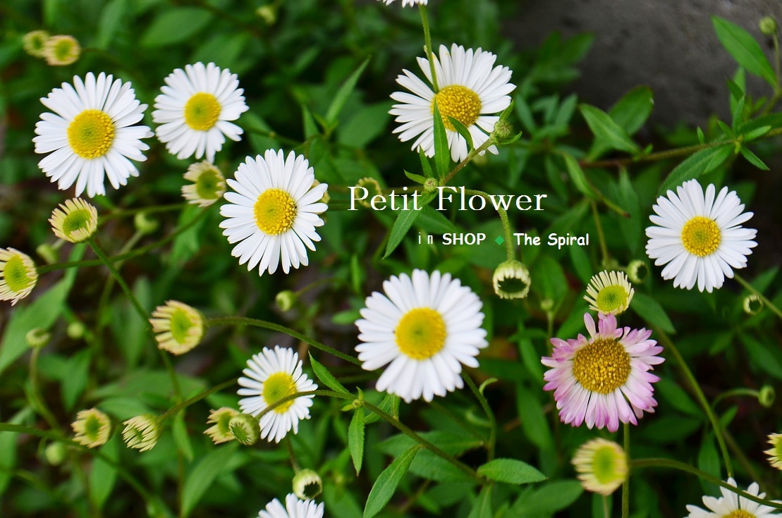 ”Petit flower in SHOP ◆ The Spiral...5/2tue\"_d0153941_13374287.jpg