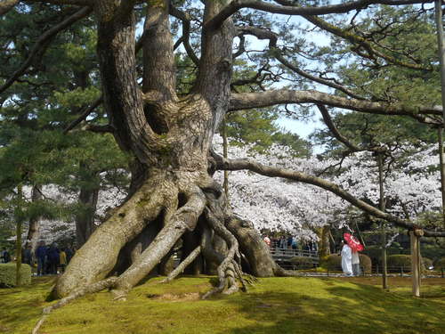 春の北陸路　－1－_c0135543_941111.jpg