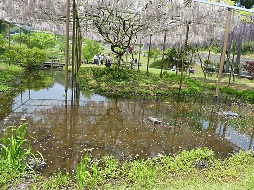 鹿央里やまのふじ_b0166845_194546.jpg