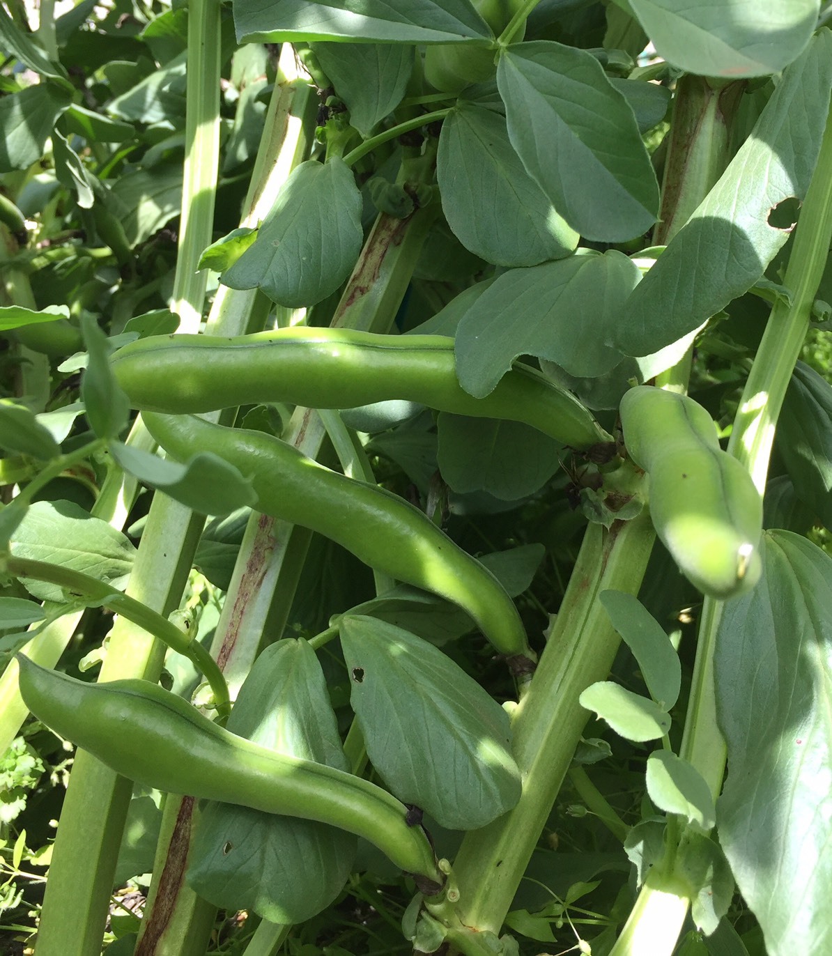 スナップエンドウ豆の収穫を始めました。_c0222448_15464368.jpg