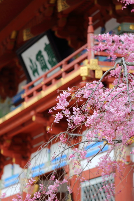 勝尾寺 桜 2017_a0176855_00380097.jpg